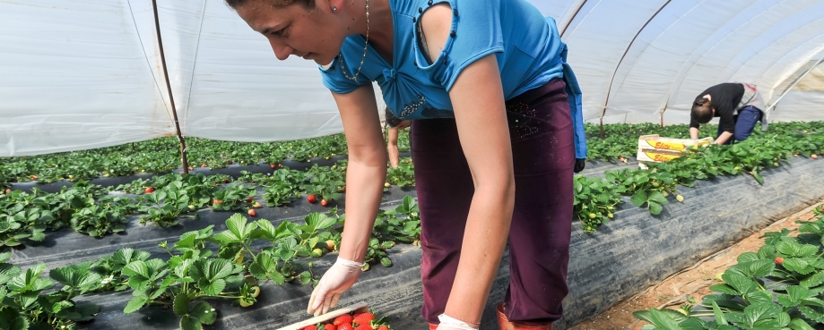 Migrant strawberry pickers courtesy of Shutterstock