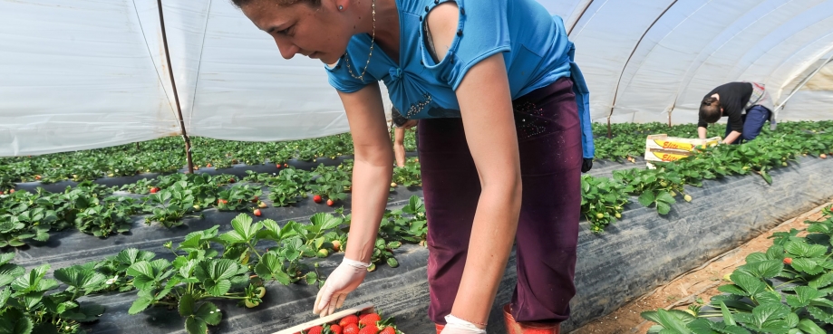 Migrant strawberry pickers in Greece courtesy of Shutterstock.