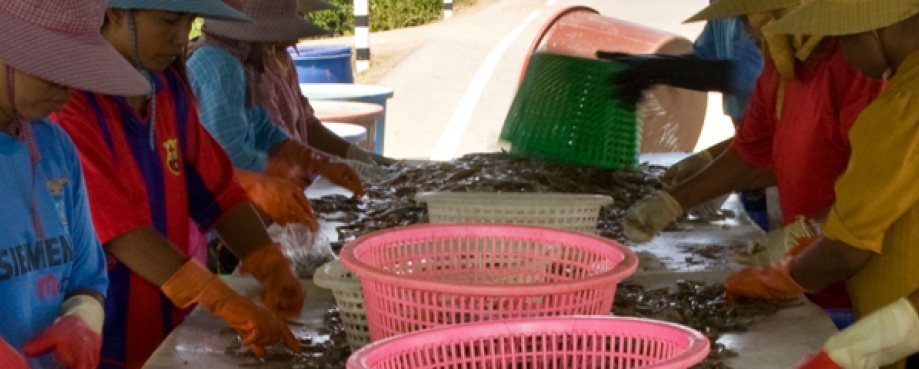 Workers process prawns in a Thai peeling shed