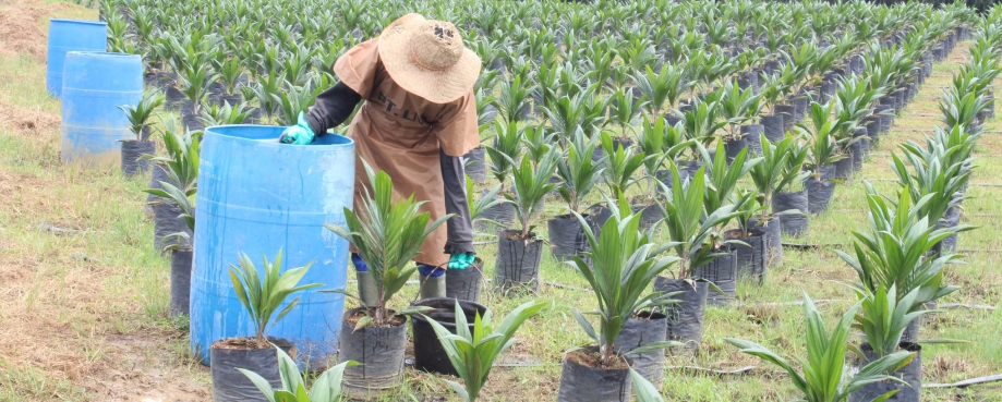 Palm oil plantation worker, Indonesia. Image ©ILO