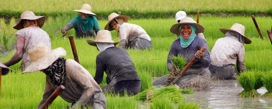 Philippines rice harvest courtesy of ILO
