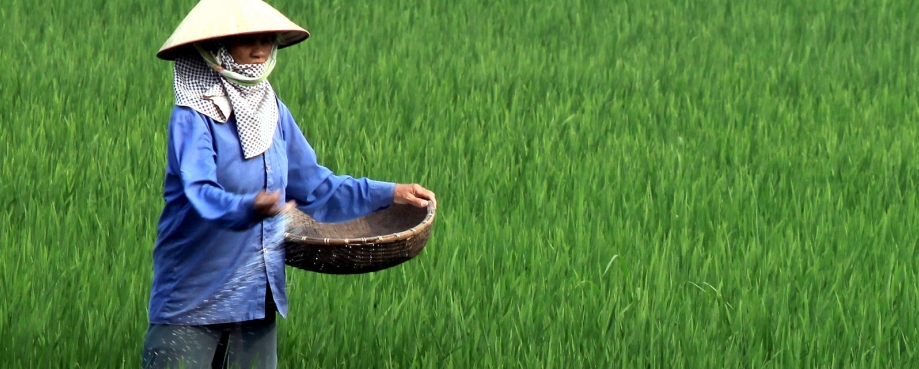 Vietnam: woman spreads fertilizer in a paddy field ©ILO-Truong Van Vi