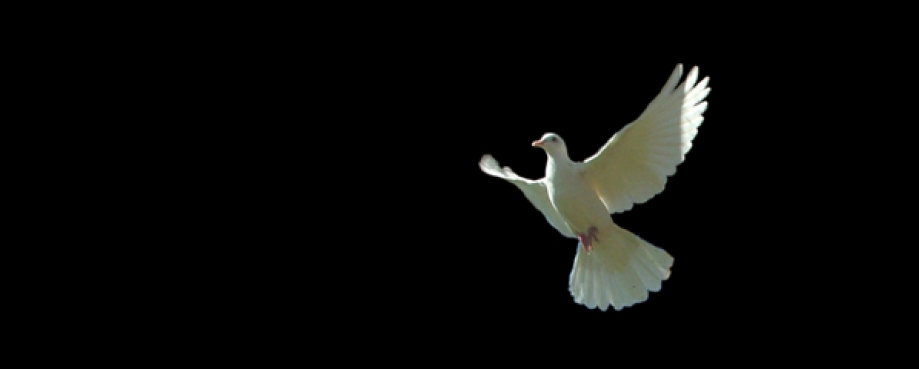 A white dove in flight
