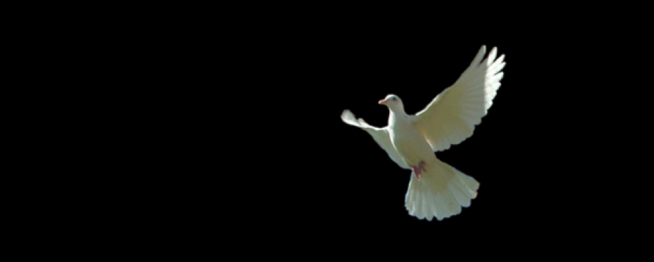 Photo: Flickr/knowhimonline A white dove in flight