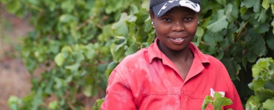 Woman grape picker in Stellenbosch, South Africa