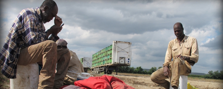 Exploitation of migrant workers in Italy’s tomato fields