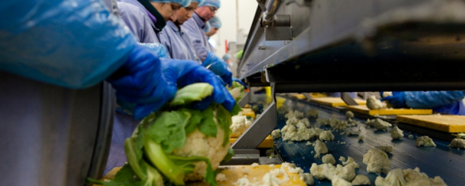 Workers prepare cauliflower for a UK food supplier