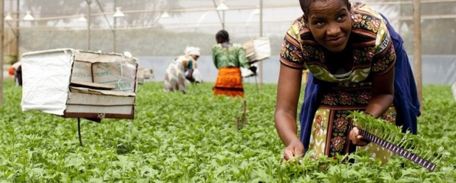 Woman picking fresh produce in a large covered greenhouse, Tanzania