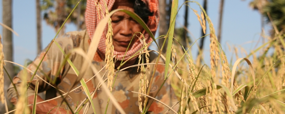 Cambodian rice farmer, On Phat © ILO-Khem Sovannara