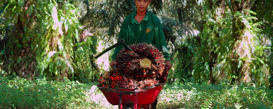 A young palm oil plantation labourer ©ILO-Asrian Mirza A young palm oil plantation labourer ©ILO-Asrian Mirza
