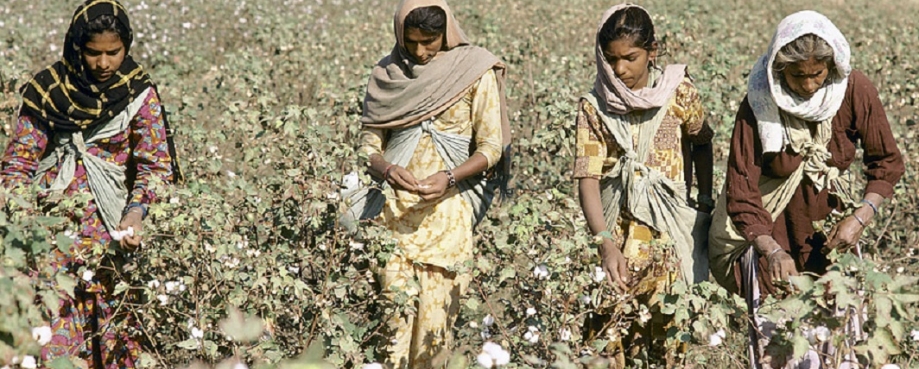 harvesting cotton in India ©RayWitlin-World Bank harvesting cotton in India ©RayWitlin-World Bank