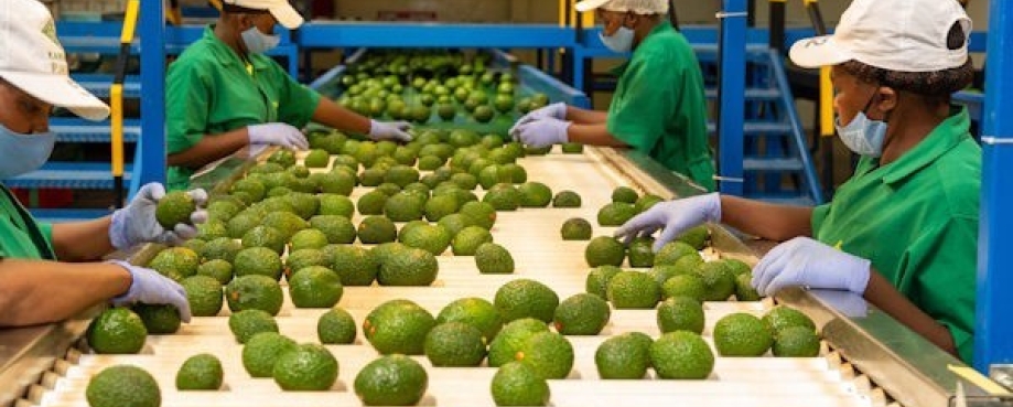 Workers check avocados on a conveyer belt. Photo credit: EPRS.