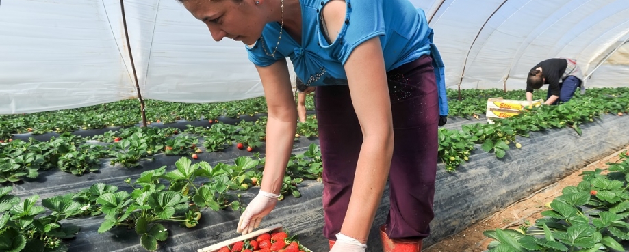 A migrant strawberry picker, Greece Ververidis Vasilis-Shutterstock.com