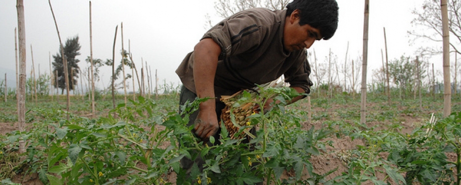 Modern slavery is particularly prevalent in agriculture. Photo: World Bank Collection Strawberry farm worker, Argentina.