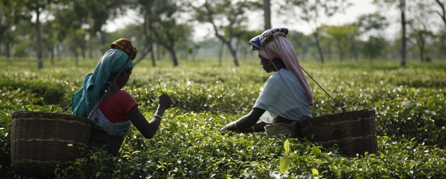 Tea workers in Assam