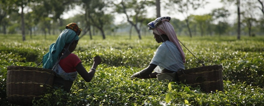 Tea workers in Assam Tea workers in Assam