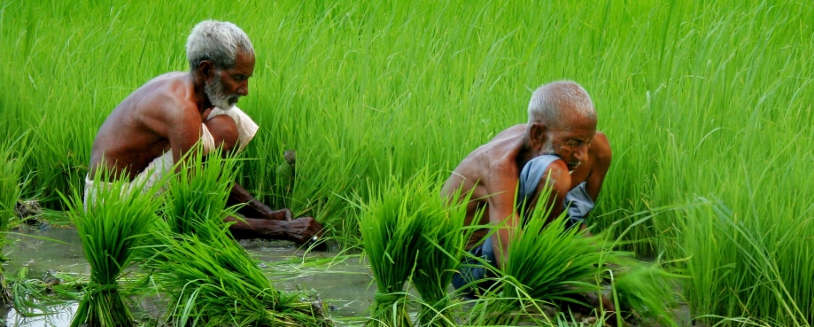 Rice farmers in Pakistan ©ILO-Khalil ur Rehman Waleed