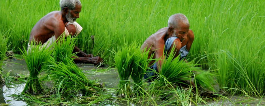 Rice farmers ©ILO-Khalil ur Rehman Waleed Rice farmers ©ILO-Khalil ur Rehman Waleed
