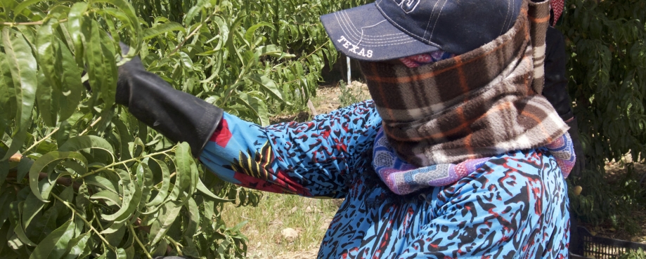 A Syrian refugee picks fruit in Jordan courtesy of the ILO