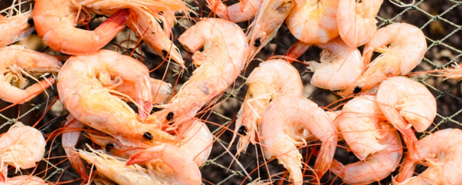 Shrimp in net Shrimp in net