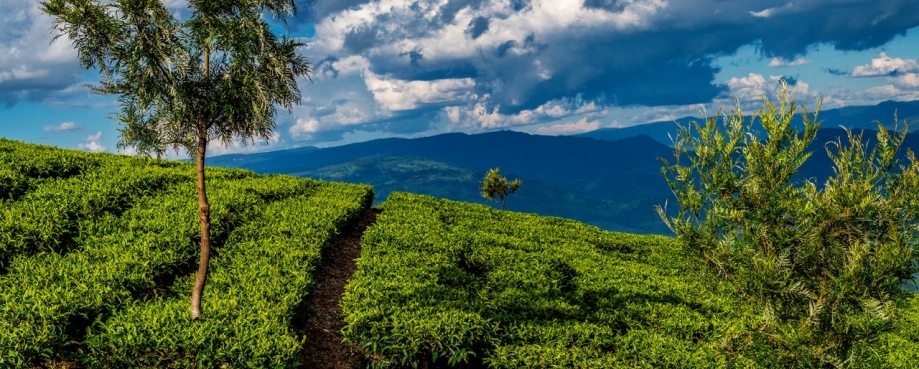 Tea estate in Kenya. Photo credit: Shutterstock.
