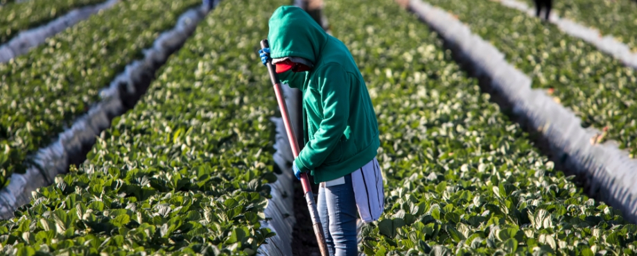 Farm workers tending crops, with faces obscured