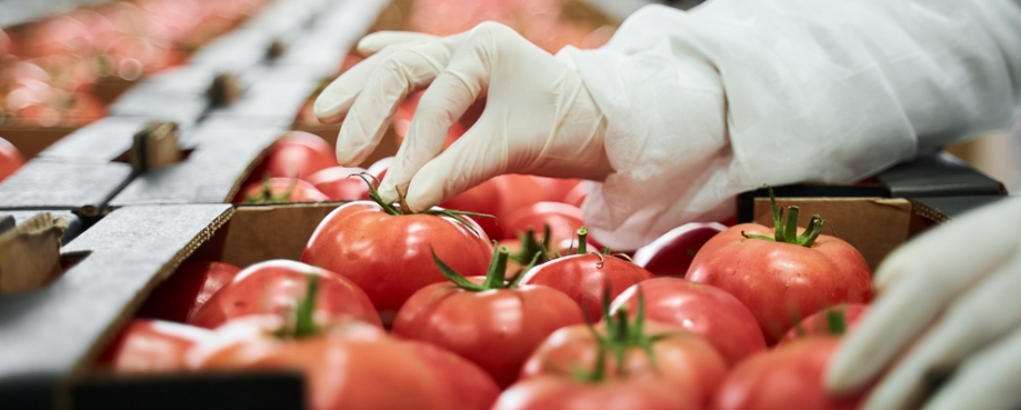 A worker in latex gloves packing ripe tomatoes at the production site