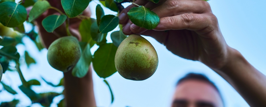 Man wearing a face masks picks pears from a tree. Photo credit: Shutterstock.