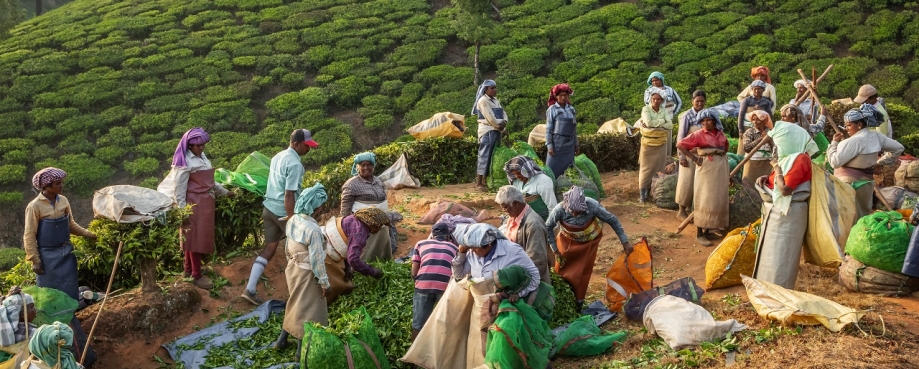 Workers meet to sort tea leaves collected across the estate. Photo credit: Shutterstock.