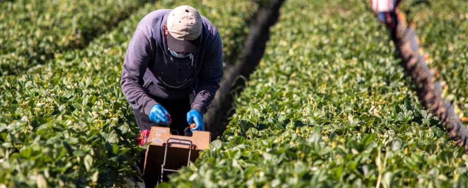 Male farm worker picking strawberries in a field