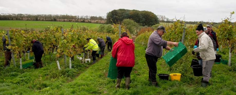 Eastern European workers working in UK vineyards