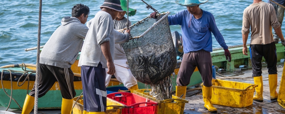 Fishermen load freshly caught fish from a ship into plastic containers. Photo credit: Shutterstock.