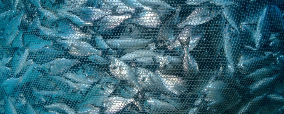 Fish farming, aquaculture nets. Photo credit: Shutterstock.