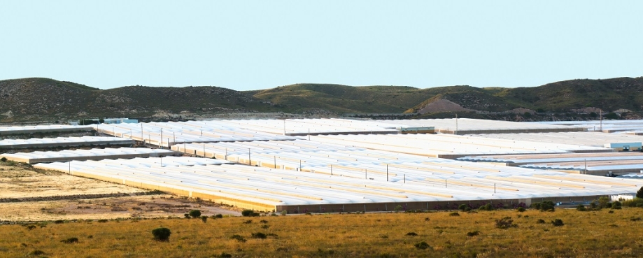 Vegetables and fruits crops in plastic greenhouses in Nijar , Almeria, Spain. Photo credit: Gena Melendrez/ Shutterstock.