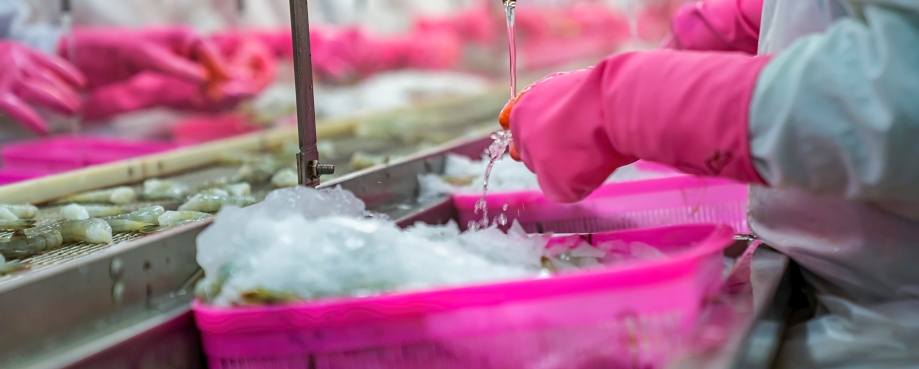 Shrimp processing factory. Photo credit: Shutterstock.