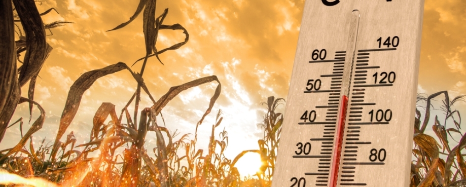 Thermometer showing +45C temparature against backdrop of parched crops under hot sun