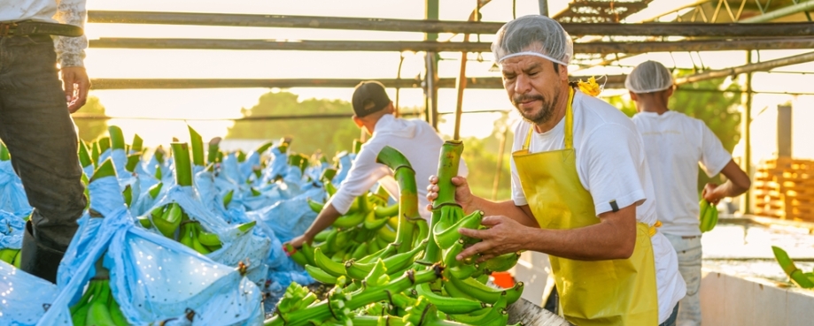 Banana supplier worker, selecting bananas for washing