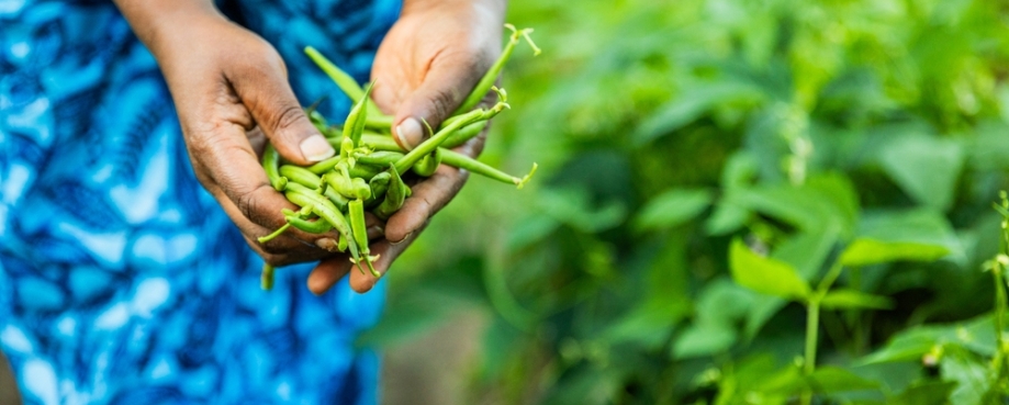 Farmer in blue dress showing green beans in hands, close-up in garden. Photo credit: Shutterstock.