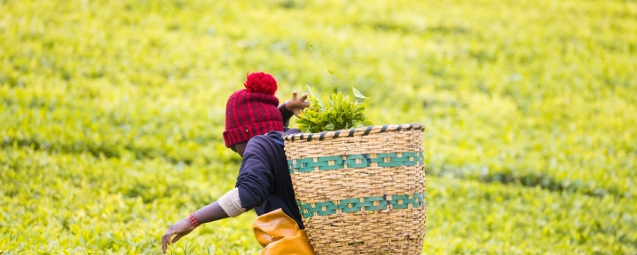 A woman picking tea in a Kenyan tea farm. Photo credit: Shutterstock.