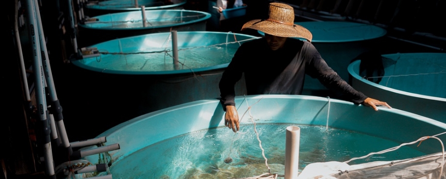 Fish hatchery worker, inspecting tanks