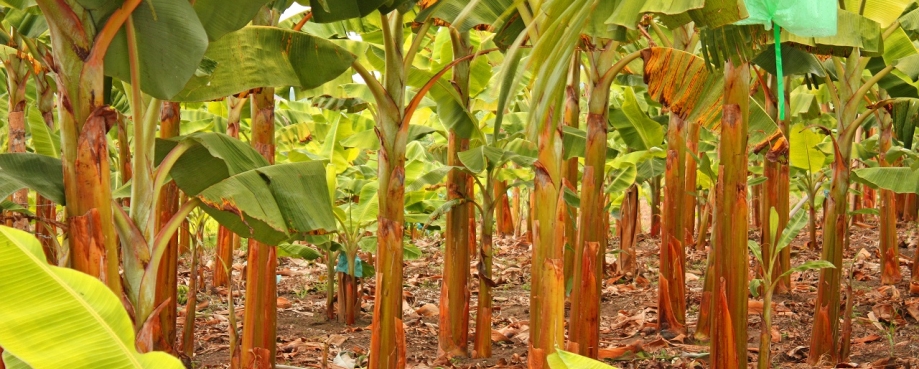 A filed full of banana trees at trunk level. Photo credit: Shutterstock.