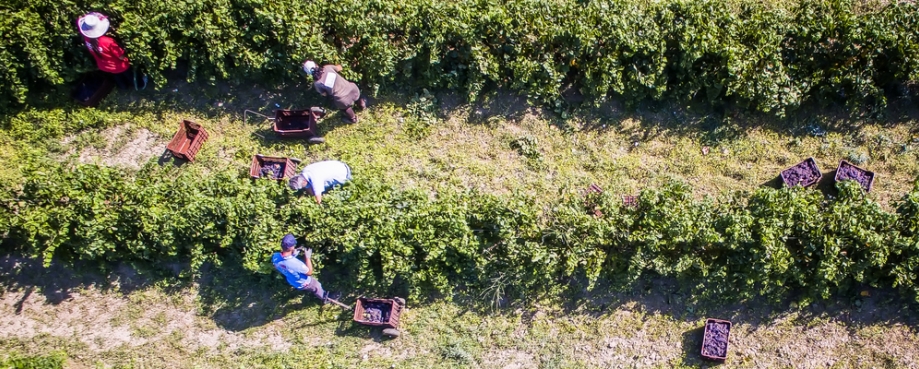 Mouzaki, Ilia, Greece: seasonal farm workers (men and women, old and young) pick and dry raisins in Greece. Raisins are produced commercially by drying harvested grape berries. Photo credit: Shutterstock.