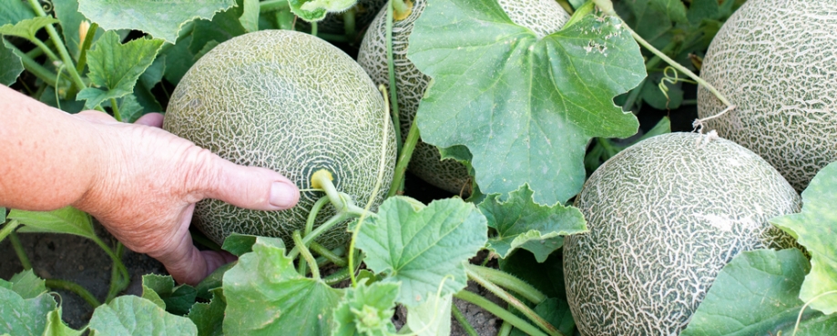 Melons courtesy of shutterstock