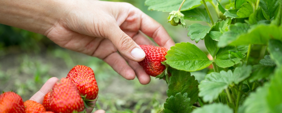 Strawberries courtesy of Tiplyashina Evgeniya-Shutterstock Strawberries courtesy of Tiplyashina Evgeniya-Shutterstock