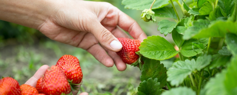 Strawberries courtesy of Tiplyashina Evgeniya-Shutterstock