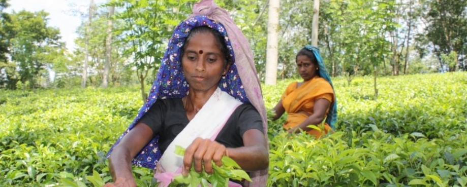 Tea pickers in Sri Lanka's western province courtesy of ILO/Alan Dow