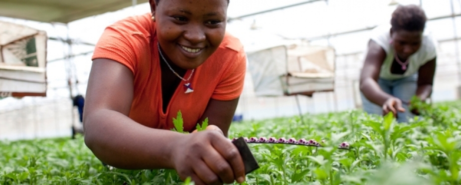 Female worker picking fresh produce, Tanzania