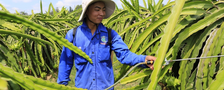 Vietnam dragon fruit farm ©ILO-Nguyễn ViệtThanh Vietnam dragon fruit farm ©ILO-Nguyễn ViệtThanh