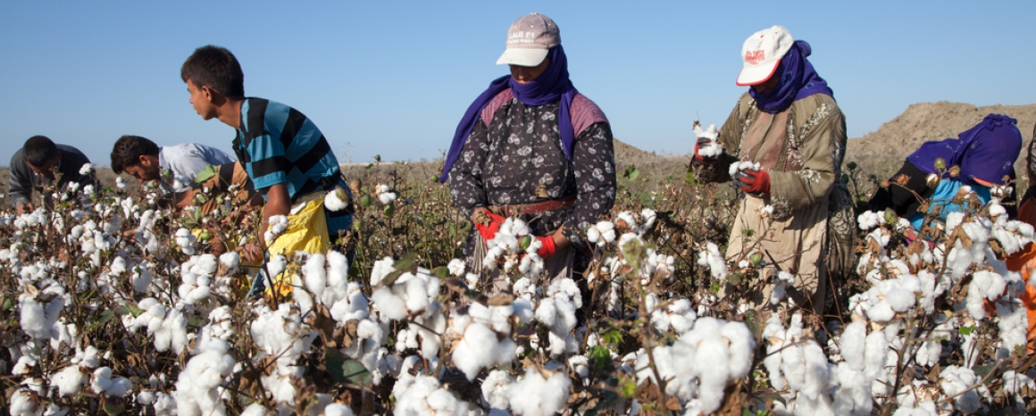 Group of workers picking cotton, Türkiye