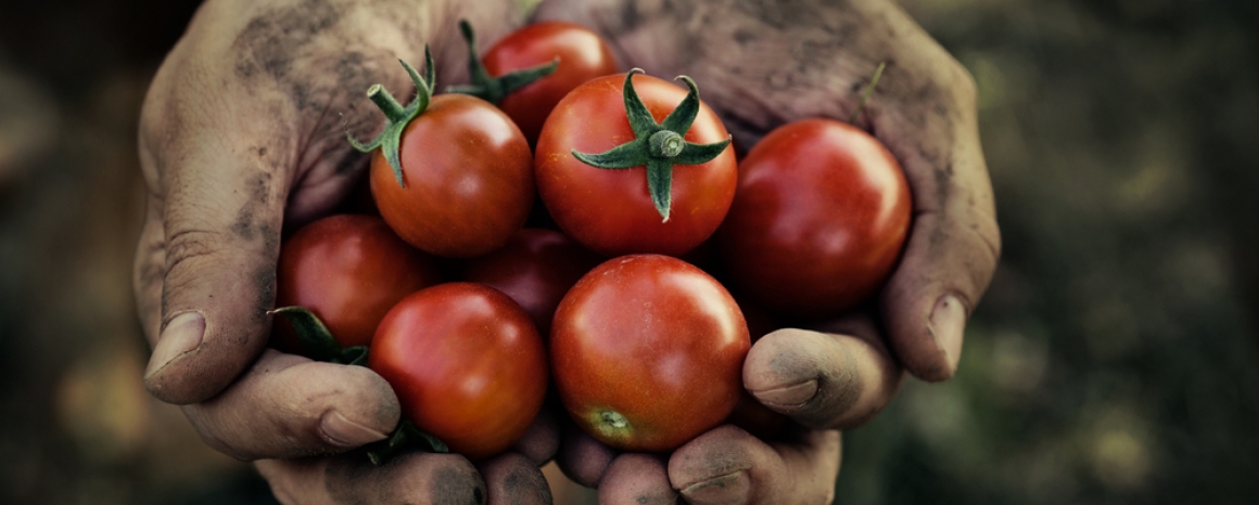 Picked tomatoes, in a farm worker's cupped hands